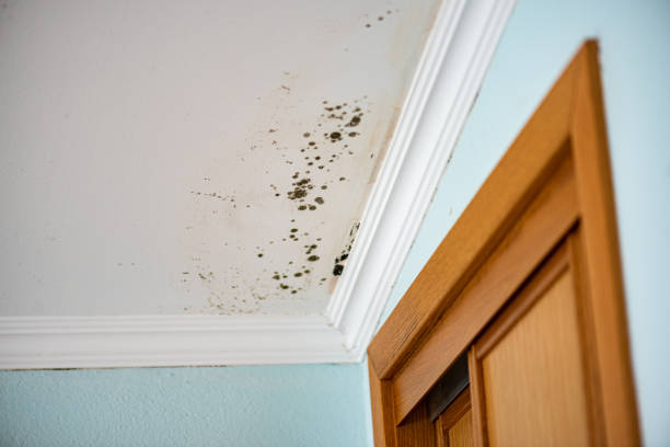 Best Mold Remediation for Schools in Munising, MI