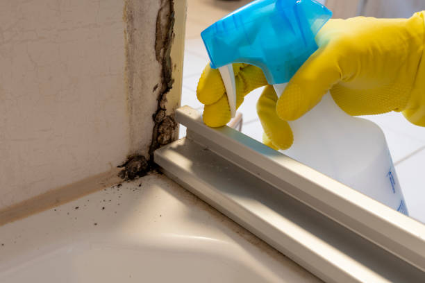 Professional Mold Remediation in Munising, MI