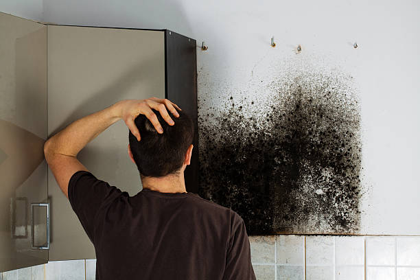 Best Black Mold Remediation in Munising, MI