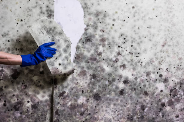 Best Residential Mold Remediation in Munising, MI